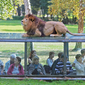 Zoo Safari Thoiry